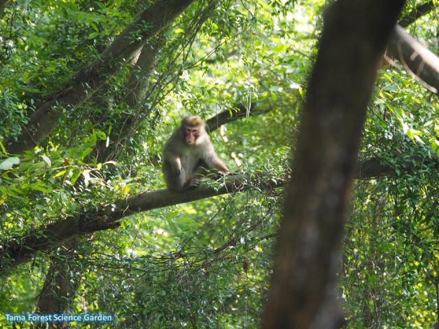 japanese macaque