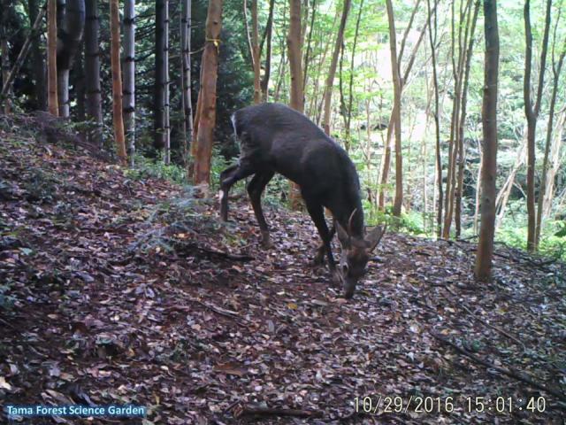 Sika Deer