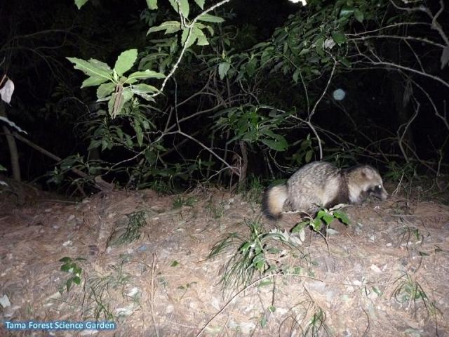 raccoon dog