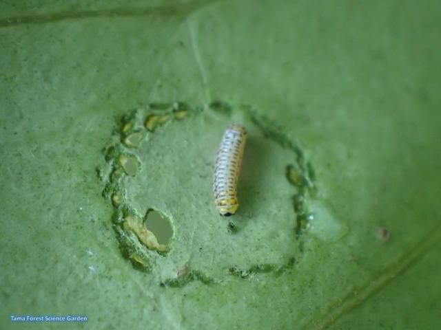 アサギマダラ幼虫