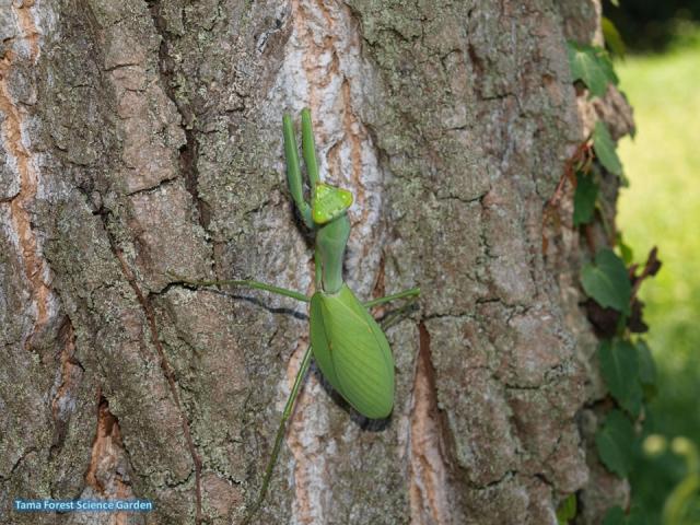 ムネアカハラビロカマキリ