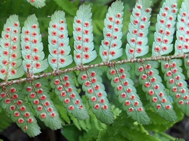 ベニシダの包膜