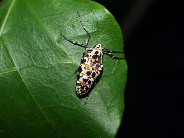 チャバネフユエダシャクの雄成虫