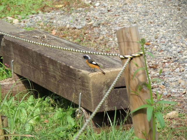 Daurian Redstart,male
