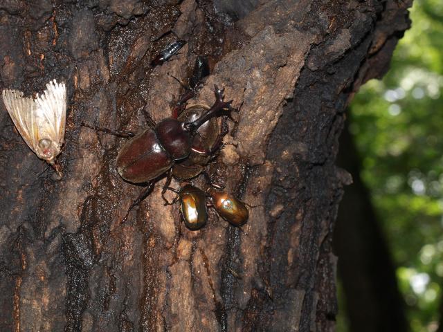 樹液に集まる昆虫たち
