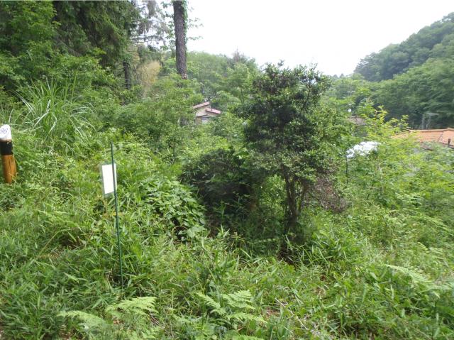 第3樹木園