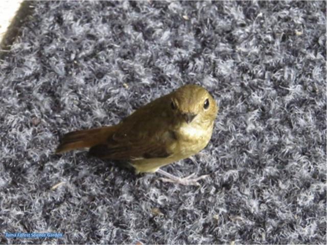 キビタキ幼鳥