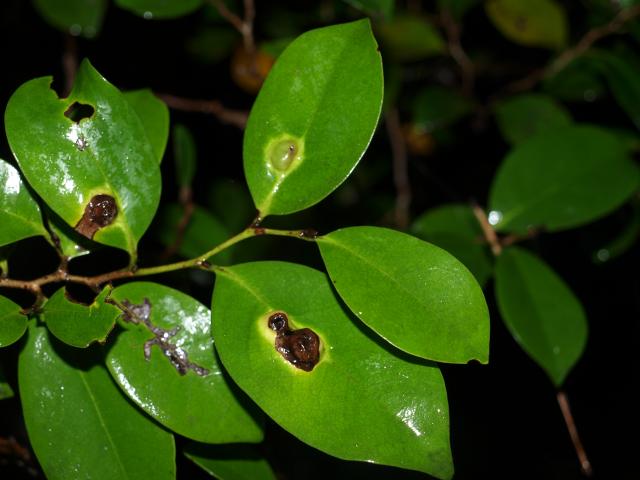 アブラムシの虫こぶ