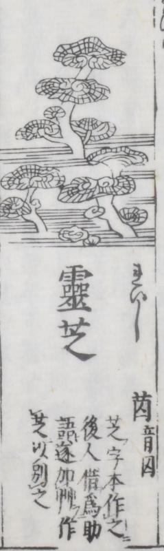 きのこ画像1