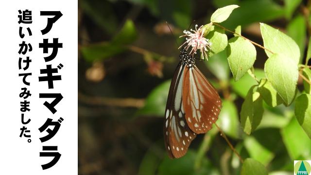 アサギマダラ幼虫