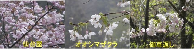 sakurak331