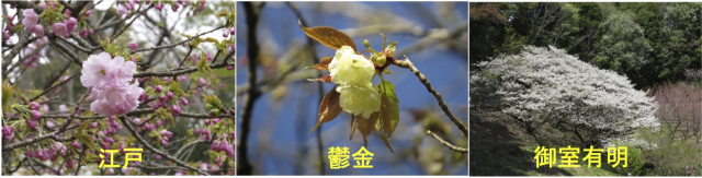 sakurak332