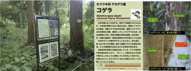 鳥