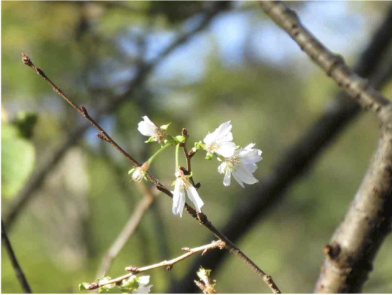 十月桜