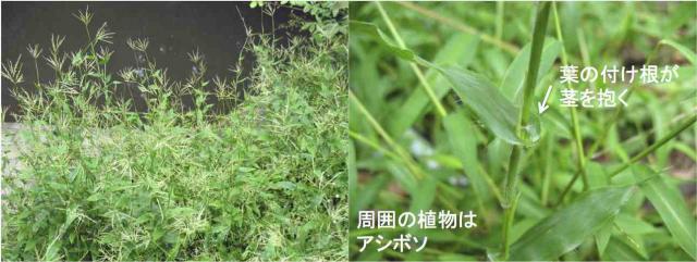 コブナグサ