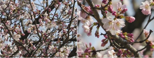 紅鶴桜