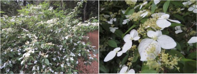 ガクウツギの花（
