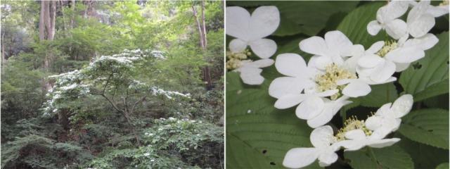 ヤブデマリの花（