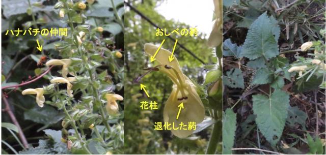 キバナアキギリ