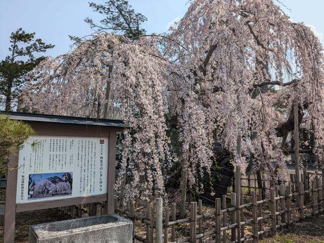 saikoujinoshidarezakurazenkei